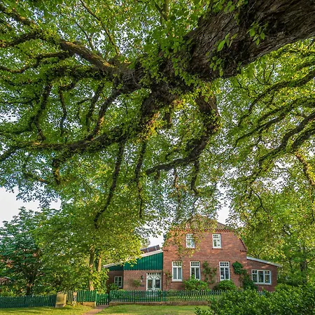 Arche Svea Bachstelze * Spiekeroog